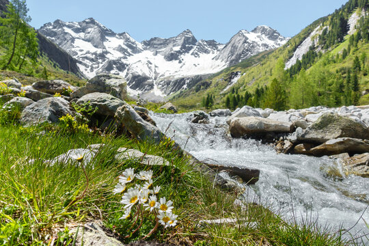 Alpenblumen am Gebirgsbach im Zillertal mit Gletscher im Hintergrund