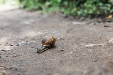 Grape snail on the swamp and sand, macro side view