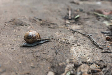 Grape snail on the swamp and sand, macro side view