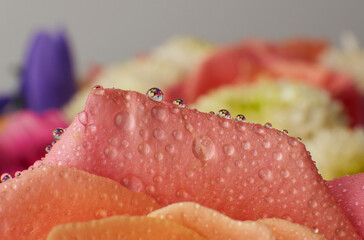 rose close-up with droplets on a white background