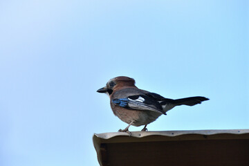 The Eurasian jay watching on the branch with the fodder rack