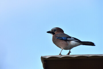 The Eurasian jay watching on the branch with the fodder rack
