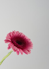 gerbera flowers close up with droplets on a white background