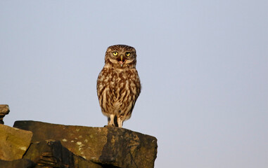 Little owl on a dry stone wall