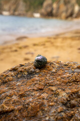 sea shell on the rocks