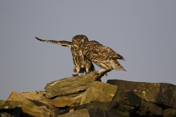 Little owl on a dry stone wall