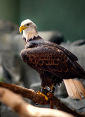 A bald eagle perched in an enclosure.  