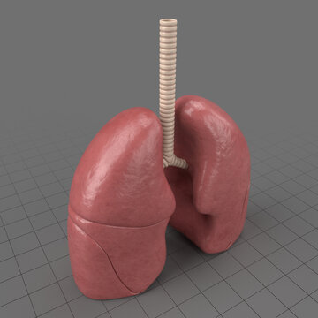 Stylized human lungs