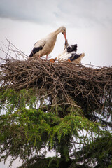 Cicogna nel nido con i piccoli sulla cima di una conifera