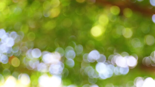 HD Beautiful blur natural green  with Sunlight shining through the leaves of trees, Natural blur background, Abstract nature green bokeh background. leaves moving with the wind.
