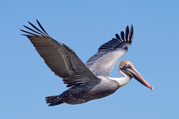 Pelican in Flight Against Blue Sky