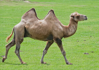 Bactrian or Two Humped Camel Against Green Grassy Background