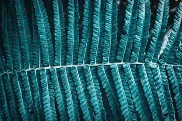 Fototapeta premium Tropical abstract background. Beautiful fern leaf close up. Top view. Blurred background.