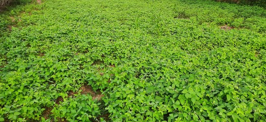 Macrotyloma uniflorum plant. It is a Pulse plant.It is a many names like horse gram,kulthi...