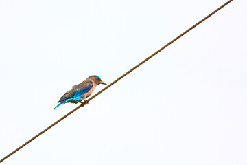 indian roller is on a branch