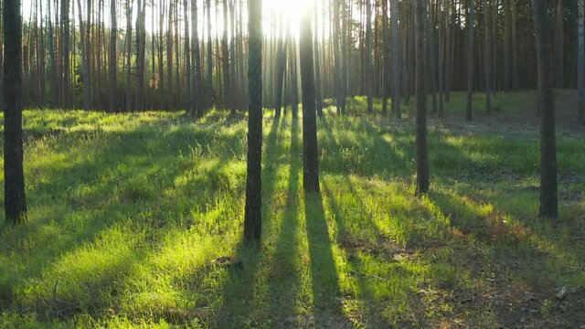Wild pine forest with green grass under the trees. Fairy tale morning forest sun. Summer sunrise in woodland. 