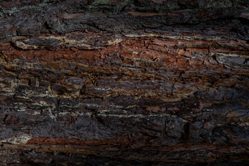 Dark brown wood texture background. Pine bark. Beautiful brown nature wallpaper.