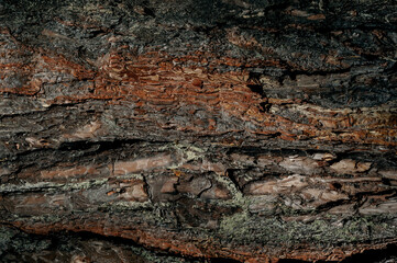 Beautiful wood texture. Background of brown pine bark.
