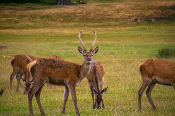 Photo of a beautiful, big and wild deer standing relax in the nature in a forest in Richmond Park, London