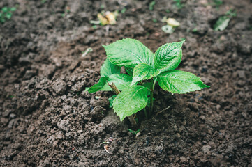 Planting hydrangea in the ground. Little young bush of hydrangea. Growing flowers