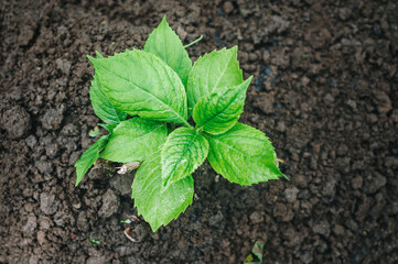 Green leaves of a plant in the ground. Growing vegetables in the garden. Top view. 