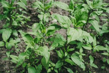 Young bush of Jerusalem artichoke in early summer. Jerusalem artichoke plant (earth apple) leaves and bushes close-up. Green bush of Jerusalem artichoke in the summer afternoon in the garden.