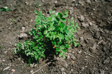 Young blueberry bush in early summer  garden. Top view. Blueberries are sweet, nutritious and wildly popular.