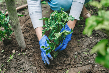 Naklejka premium Farmer's hands planting a tomato seedling in the vegetable garden. Planting tomato seedlings with their own hands.