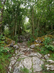 Sous bois rocheux avec de la mousse 