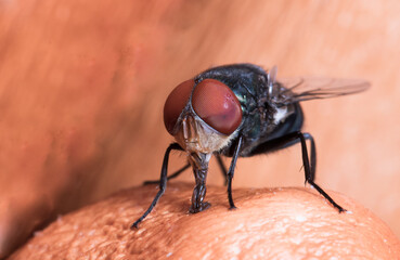Macro image of a fly on fruit seed background.Animal insect high resolution and magnification extreme macro.Selective focus of eye insect.