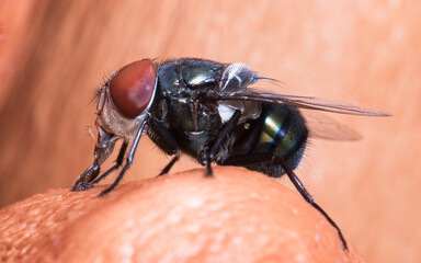 Macro image of a fly on fruit seed background.Animal insect high resolution and magnification...