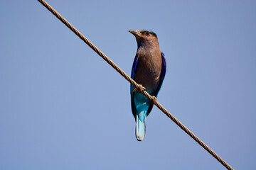 indian roller is on a branch