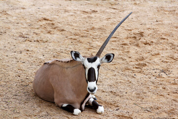 The male oryx antelope have one horn in sawanna garden