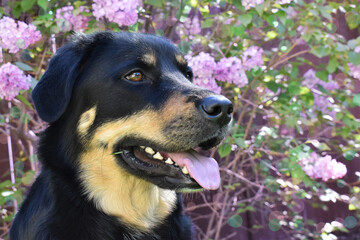 portrait of a black dog with flowers