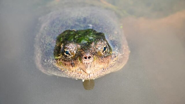 Common snapping turtle in a pond