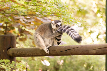 Der Katta Lemur riecht an seinem Schweif, kratzt und putzt sich. Dabei fühlt er sich sehr wohl