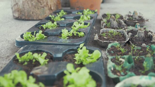Carrot and lettuce seedlings sprouting from trays JIB SHOT