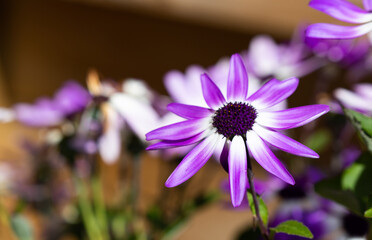 Obraz premium Purple Flower Bloom Summer Day