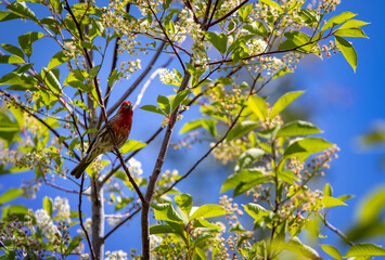 House Finch Sitting On Tree Branch With Blue Sky