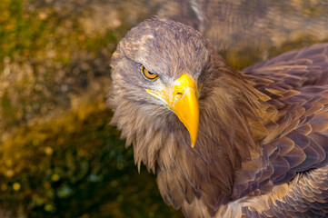eagle close-up