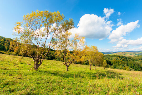 forest on the hillside meadow. beautiful countryside nature scenery. range of trees beneath a blue sky with fluffy clouds. sunny day in mountains