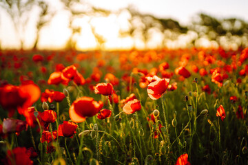 Poppy field at sunset. Poppy meadow in the beautiful light of the evening sun. 