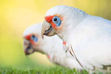 Two Long Billed Corellas forage for a meal near the Adelaide Botanic Gardens in South Australia.