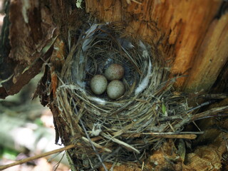 bird's nest with eggs in the wild on a tree