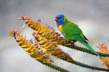 A rainbow lorikeet forages for a meal among some yellow aloe flowers at the Adelaide Botanic Gardens in Adelaide, South Australia.
