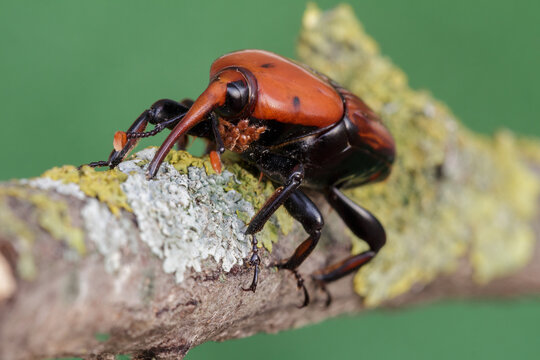 Beetle Rhynchophorus ferrugineus (red palm weevil