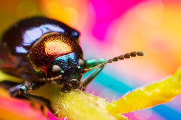 The beetle perched on a branch and colorful background. Macro photography techniques.