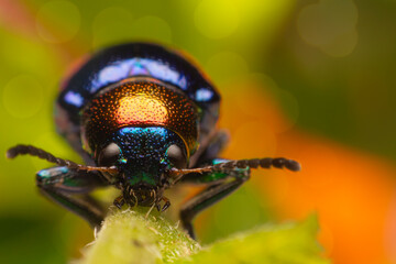 The beetle perched on a branch and colorful background. Macro photography techniques.