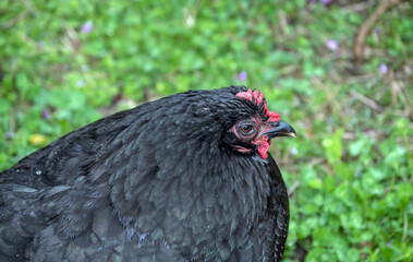 An old black hen takes time for a little rest on her Missouri farm. Bokeh background.