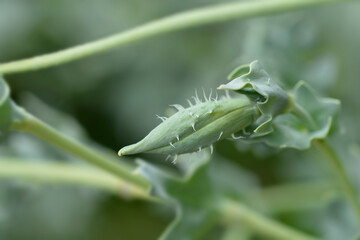 Yellow horned poppy